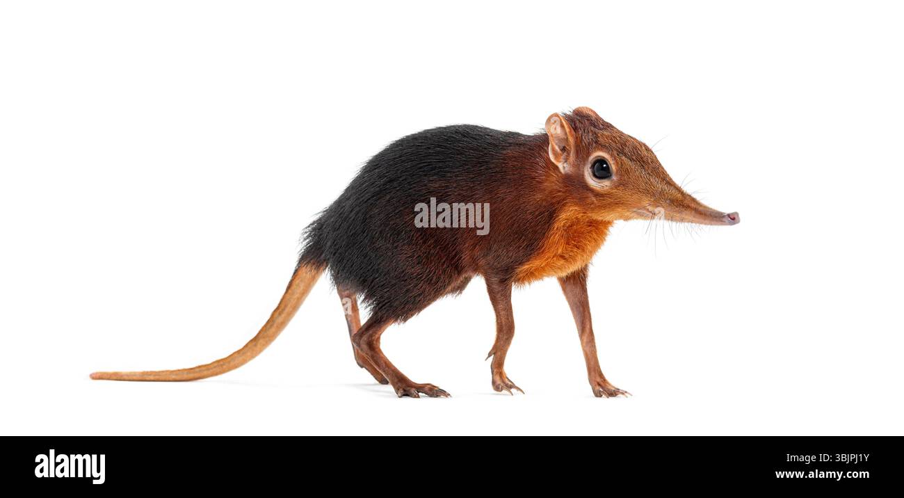 Toporagno di elefante nero e ruvido, Rhynchocyon petersi, che cammina e mostra il suo caratteristico muso lungo, appuntito, isolato sul bianco Foto Stock