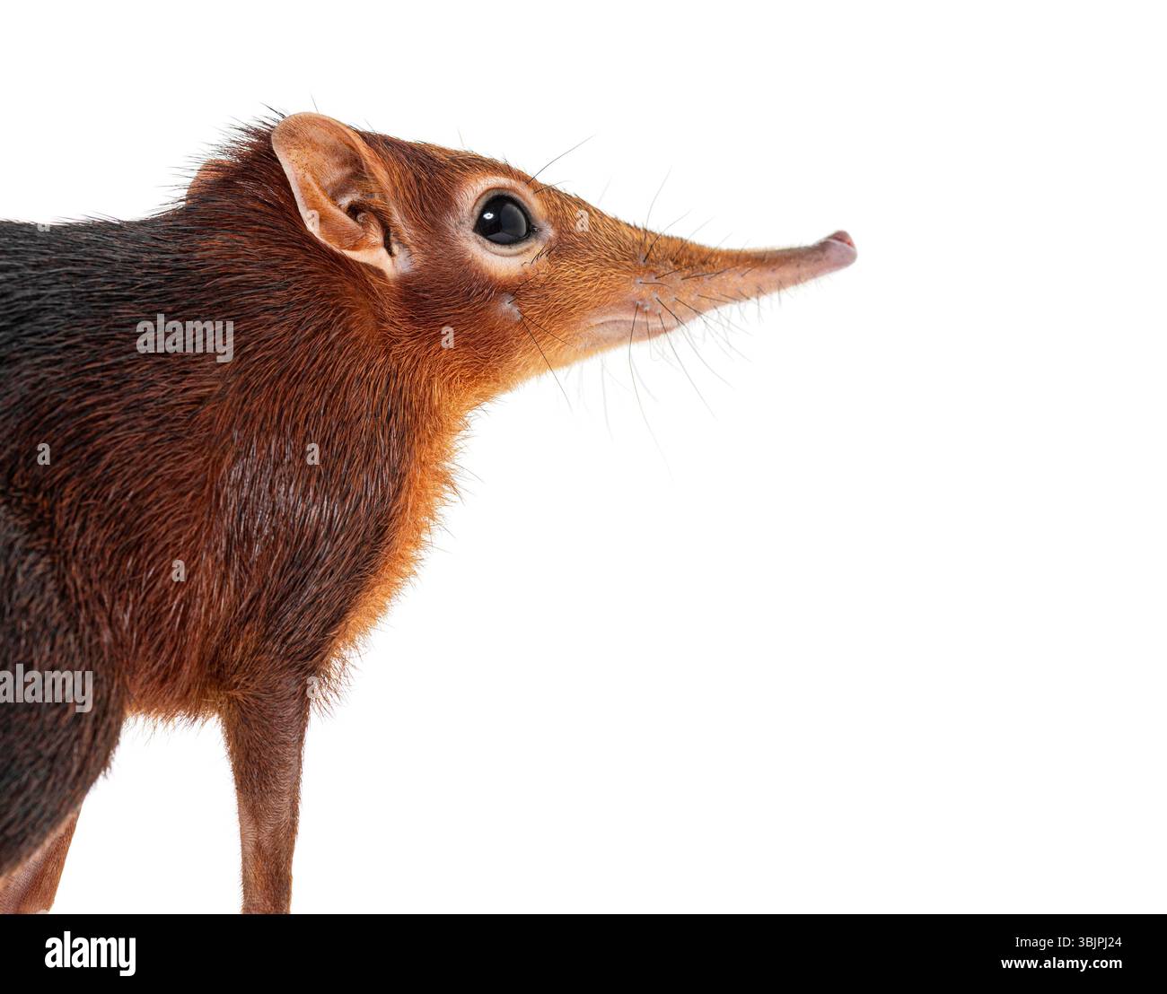 Toporagno di elefante nero e ruvido, Rhynchocyon petersi, che cammina e mostra il suo caratteristico muso lungo, appuntito, isolato sul bianco Foto Stock
