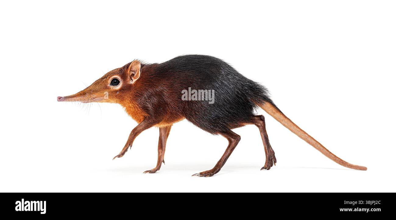 Toporagno di elefante nero e ruvido, Rhynchocyon petersi, che cammina e mostra il suo caratteristico muso lungo, appuntito, isolato sul bianco Foto Stock