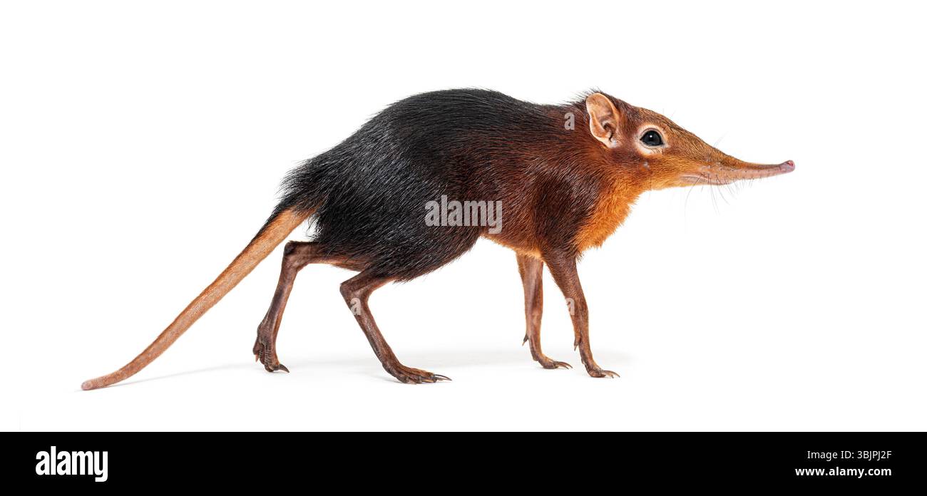 Toporagno di elefante nero e ruvido, Rhynchocyon petersi, che cammina e mostra il suo caratteristico muso lungo, appuntito, isolato sul bianco Foto Stock