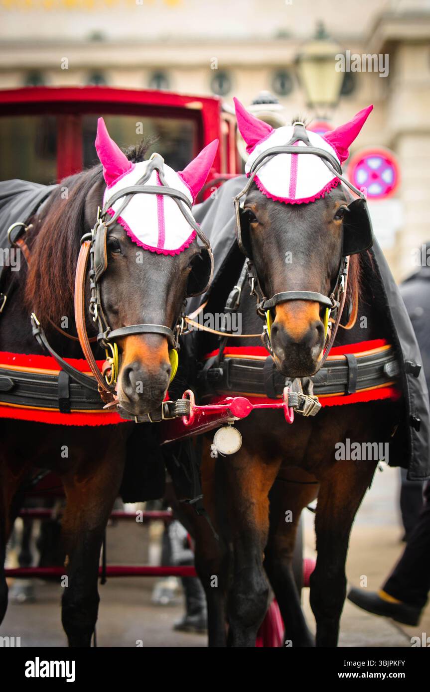Trasporto tradizionale a cavallo con animali Foto Stock