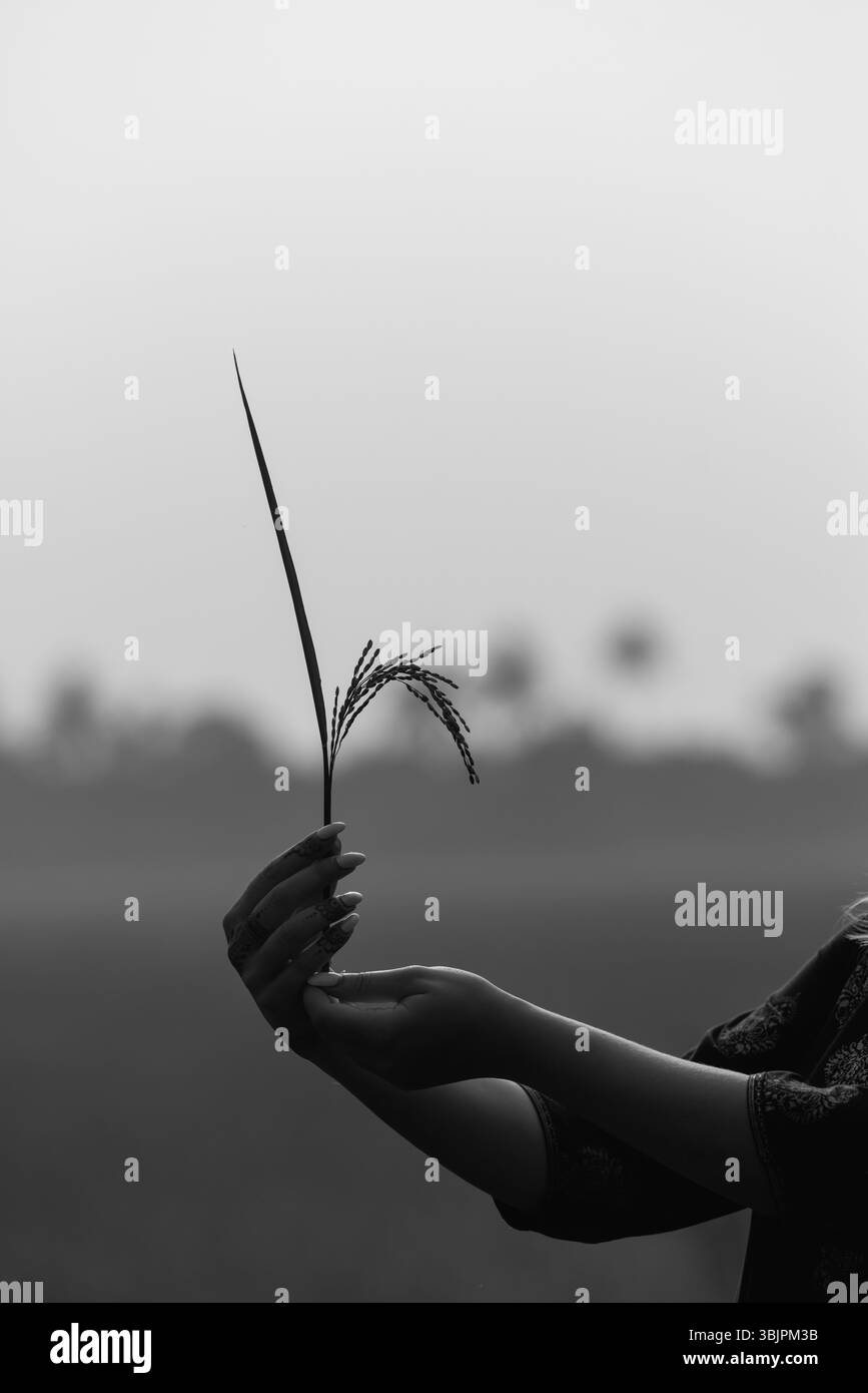 Mehndi femmina che tiene a mano germogli di grano all'alba in un campo indiano nebbioso, simbolo della fertilità Foto Stock