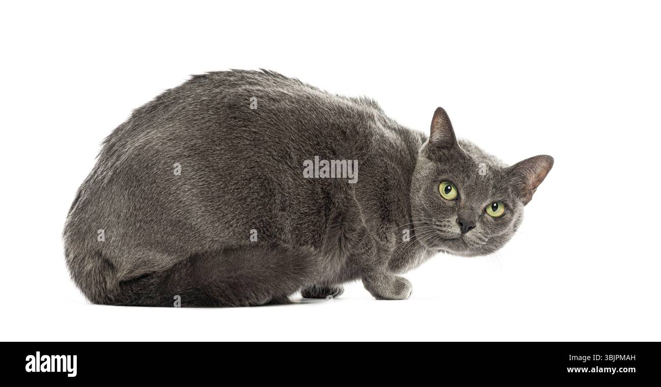 Il gatto Korat accovacciandosi e girando la testa, isolato sul bianco Foto Stock