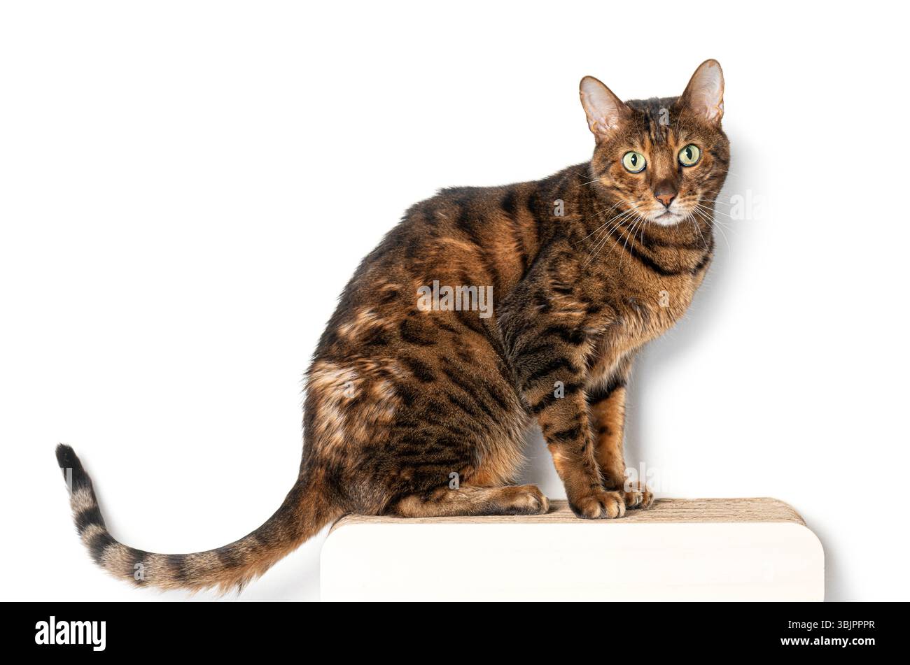 Foto in studio di un gatto del bengala seduto su un palo, isolato su uno sfondo bianco Foto Stock