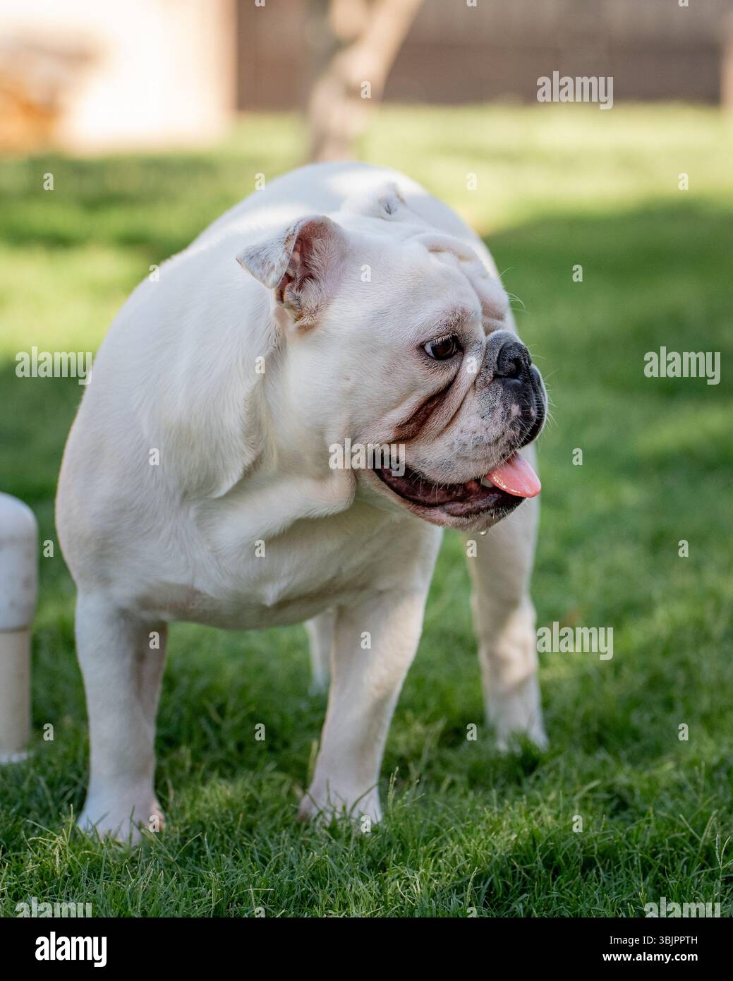 Profilo bulldog bianco in piedi all'esterno nell'erba per un ritratto naturale all'aperto Foto Stock