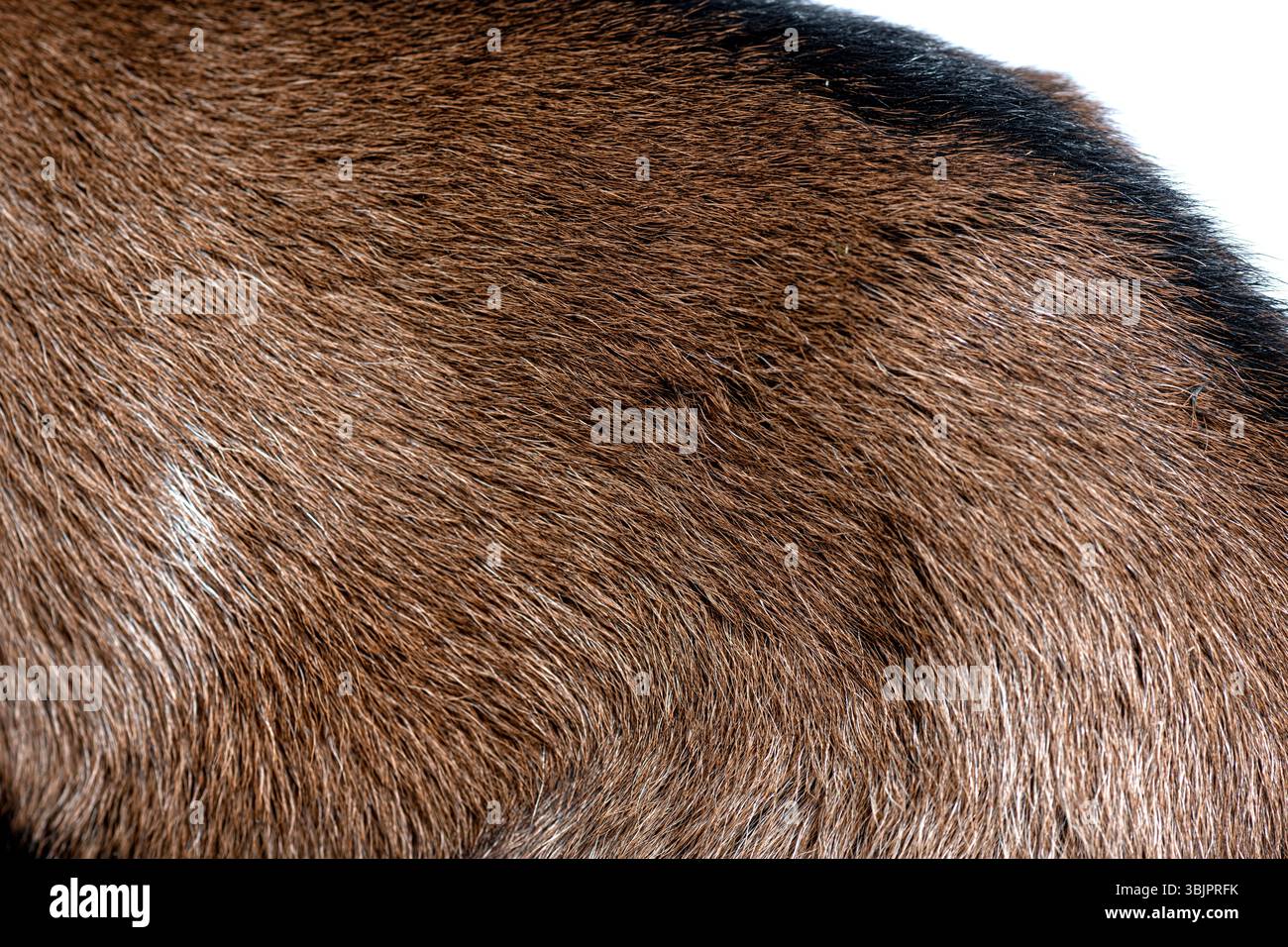 Vista dettagliata della pelliccia di animale di capra marrone e nera che crea uno sfondo morbido e testurizzato Foto Stock