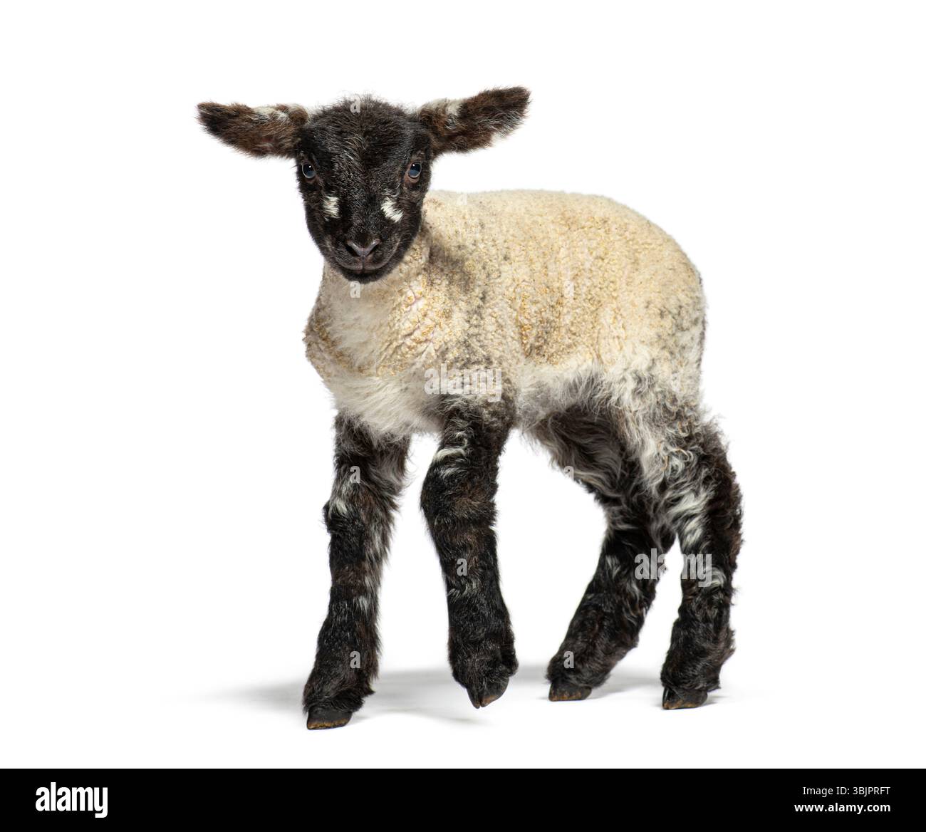 L'affascinante agnello di quattro giorni cammina con sicurezza su uno sfondo bianco, con la sua pelliccia bianca e nera che contrasta splendidamente Foto Stock
