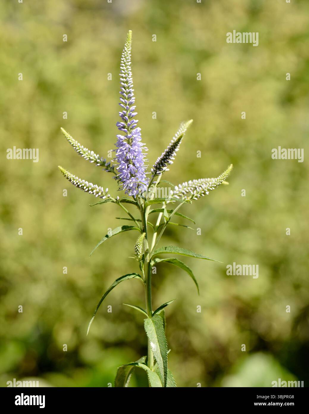 Veronica longifolia Garden speedwell o Veronica a foglie lunghe in piena fioritura, in giardino estivo Foto Stock Veronica longifolia Garden speedwell o Veronica a foglie lunghe in piena fioritura, in giardino estivo Foto Stock