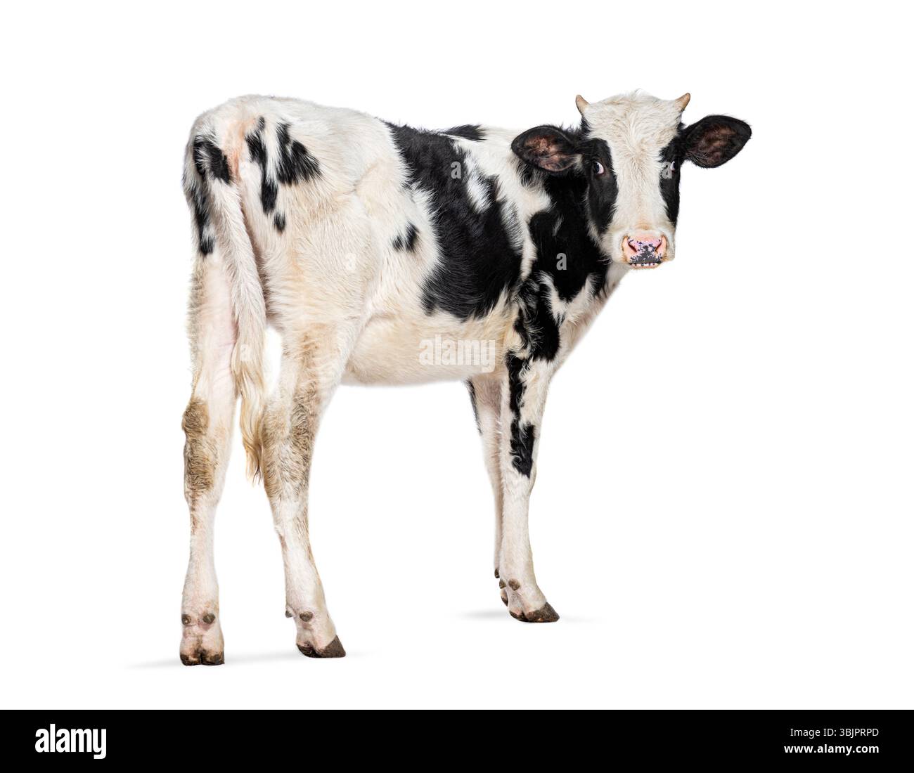 Adorabile giovane vitello frisone Holstein con macchie bianche e nere che si stagliano su uno sfondo bianco Foto Stock