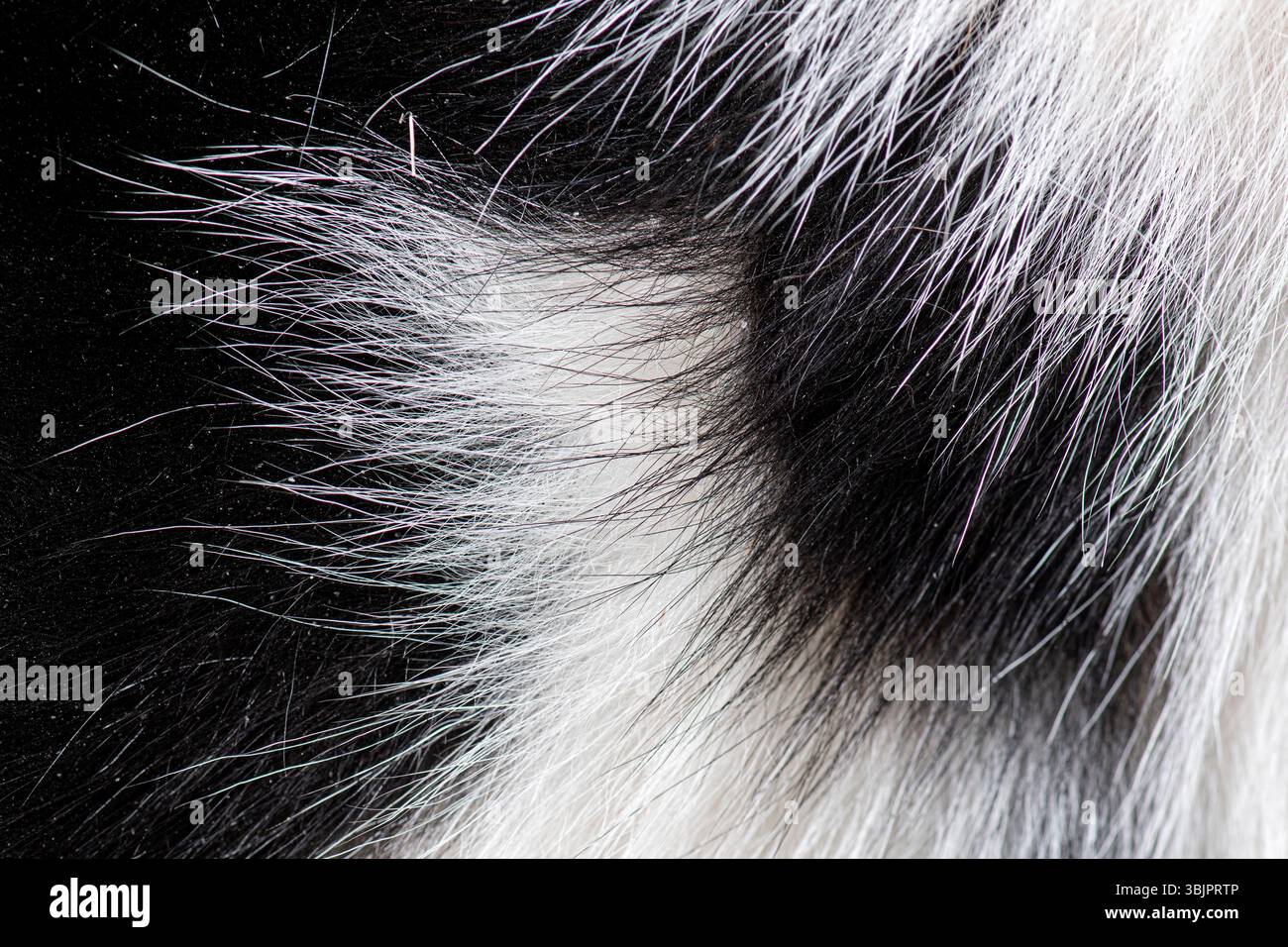 La pelliccia di mucca frisone Holstein in bianco e nero crea un interessante sfondo testuale Foto Stock