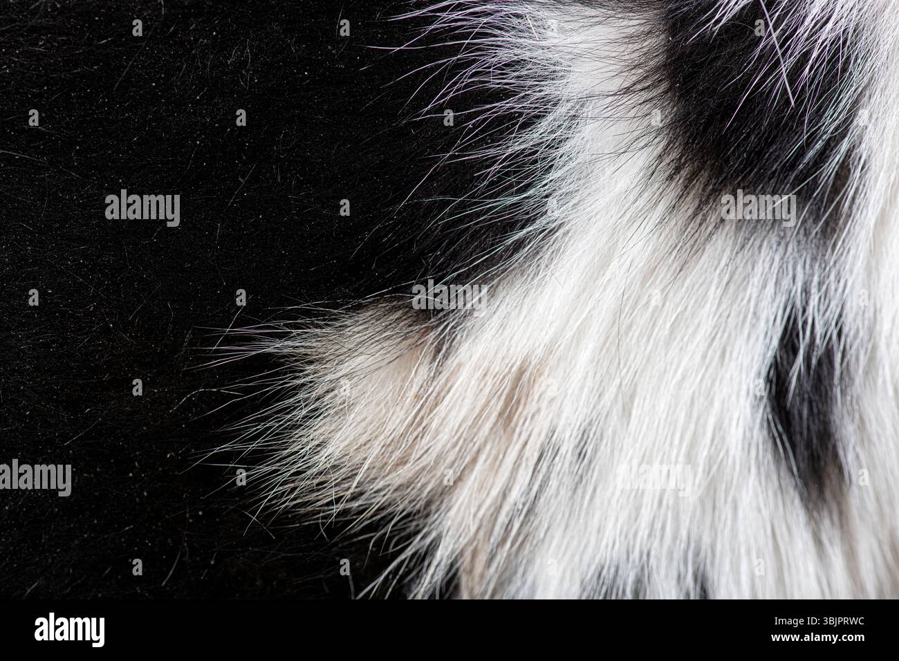 Morbida pelliccia a contrasto con capelli di vacca frisone Holstein in bianco e nero, perfetta per sfondi o elementi di design Foto Stock