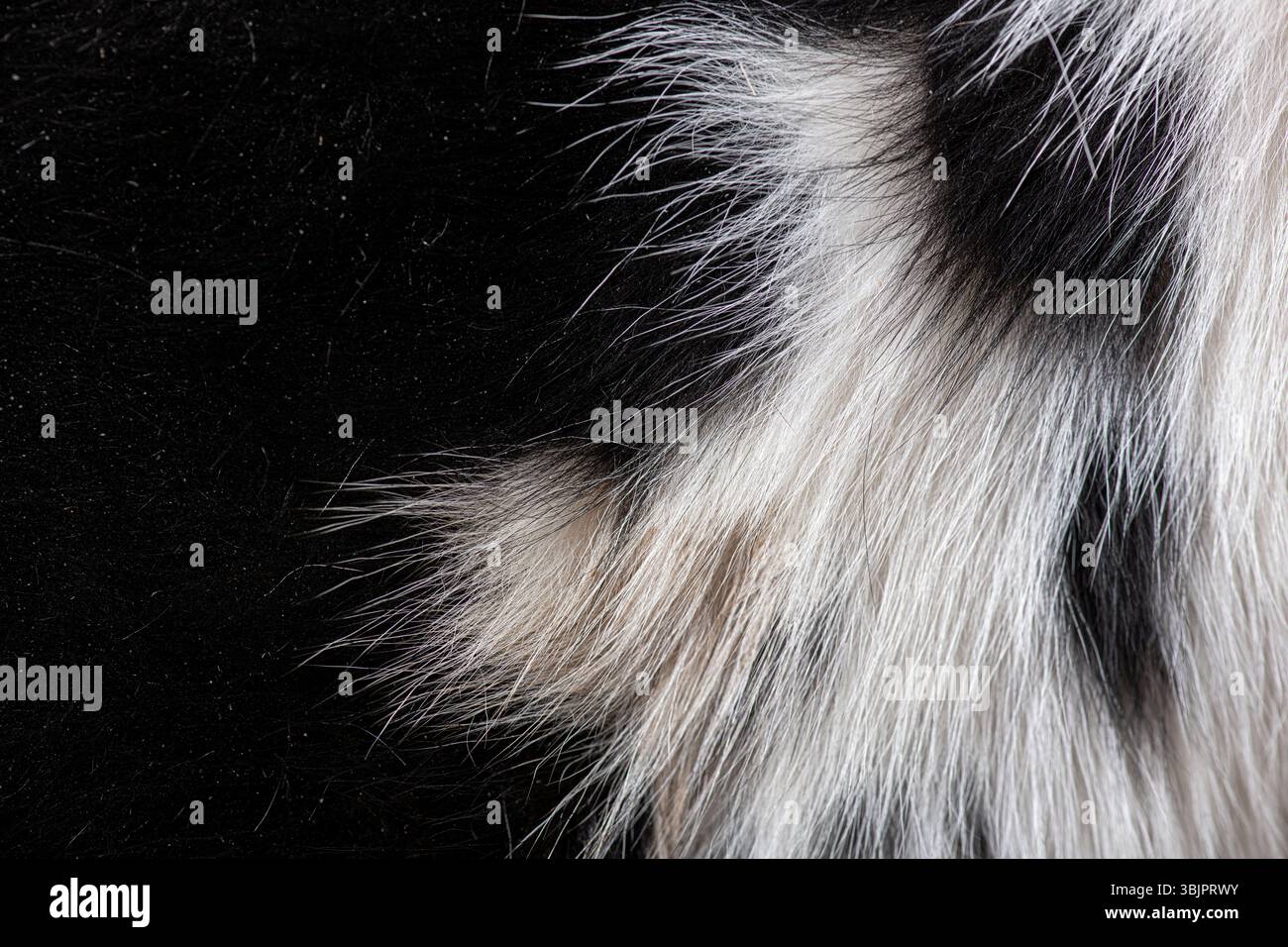 Morbida e soffice pelliccia che crea un contrasto sorprendente con uno sfondo scuro, la mucca Holstein Friesiana Foto Stock