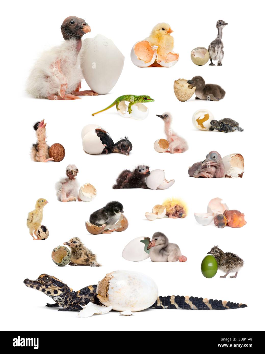 Cuccioli di animali che covano uova, avvoltoio reale, coccodrillo, polli, rhea, gecko, anatra, fenicottero, tartaruga e altre specie Foto Stock
