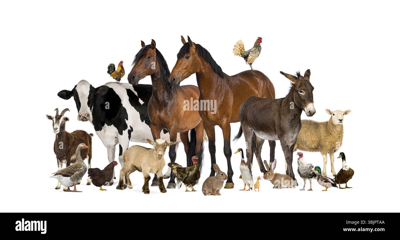 Cavalli, asini, mucche, capre, pecore, gallo, gallina, oca, anatra, coniglio, e la tipa sta insieme Foto Stock