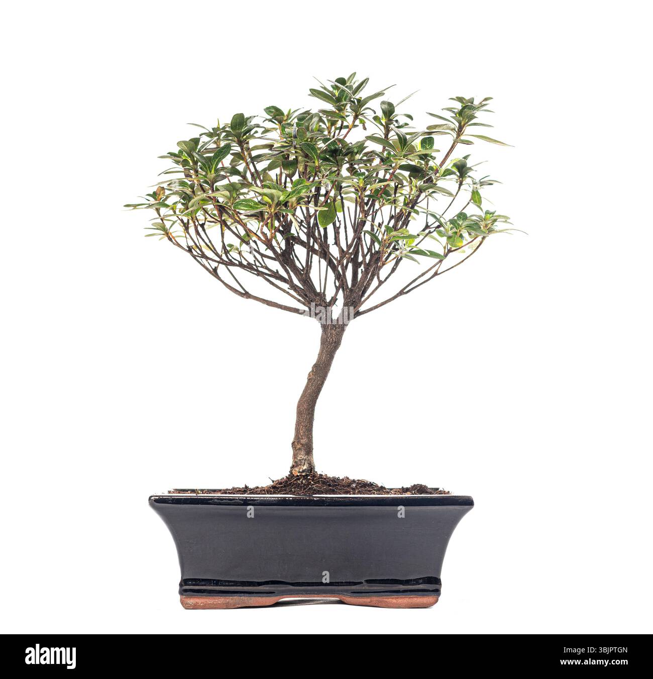 Il lussureggiante albero bonsai con delicate foglie prospera in un semplice vaso nero, incarnando la tranquillità e l'arte del giardinaggio in miniatura Foto Stock Il lussureggiante albero bonsai con delicate foglie prospera in un semplice vaso nero, incarnando la tranquillità e l'arte del giardinaggio in miniatura Foto Stock