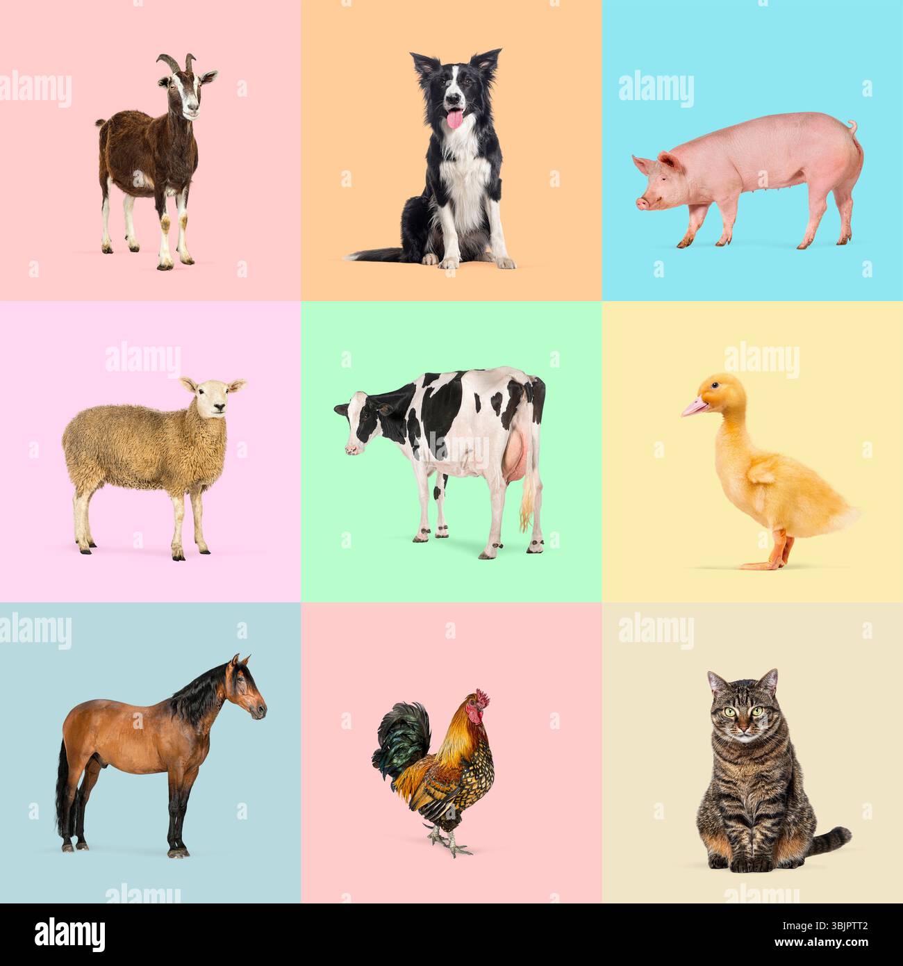 Nove animali da fattoria e animali domestici stanno posando su sfondi colorati, creando un collage vibrante e variegato Foto Stock