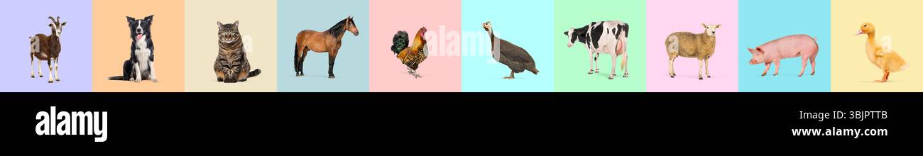 Collage colorato che rappresenta vari animali da fattoria, mostrando la diversità del bestiame e delle specie domestiche Foto Stock