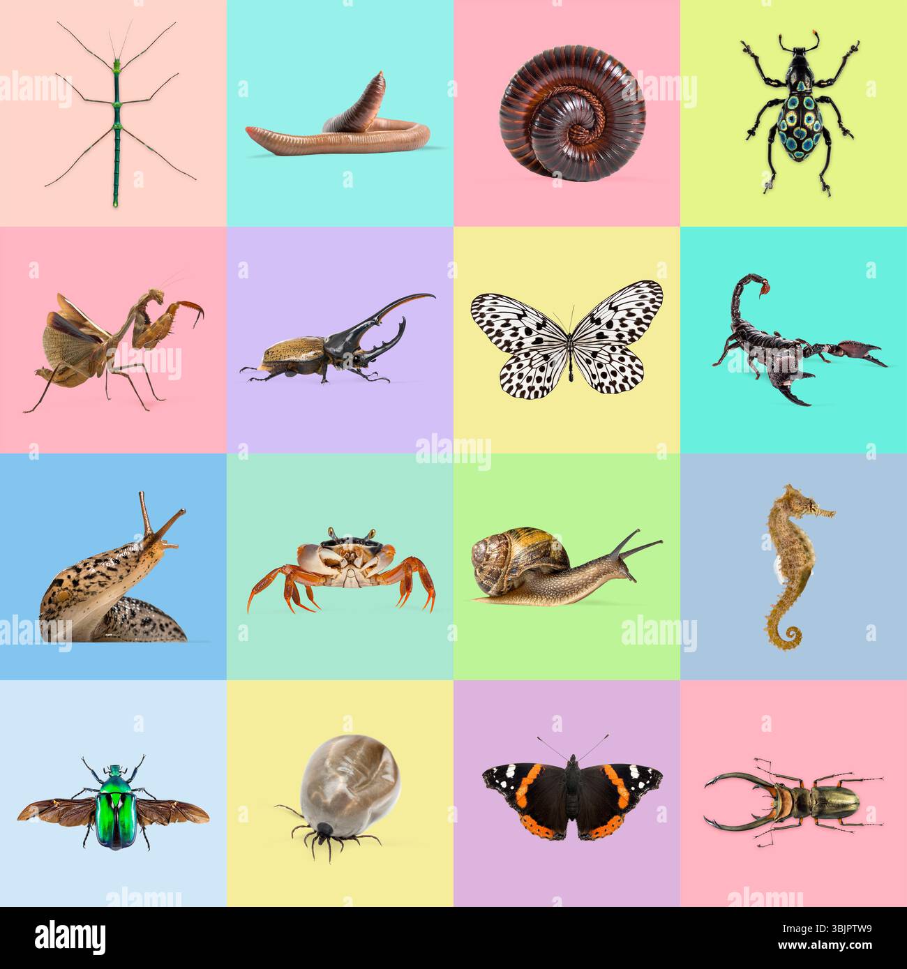 Collage accattivante che mostra una collezione diversificata di invertebrati, mettendo in risalto la bellezza e la varietà del regno animale Foto Stock