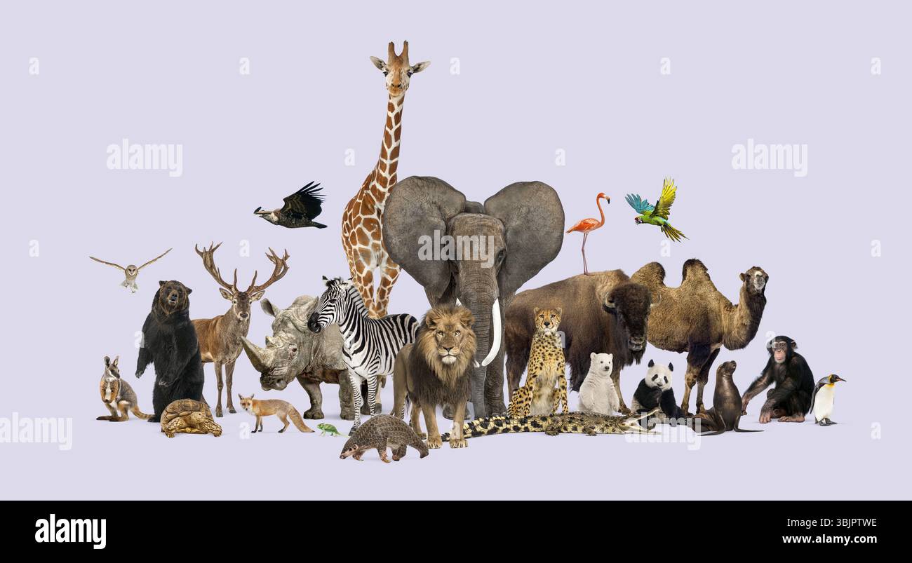 Elefante, giraffa, leone, zebra, rinoceronte, e molti altri animali selvatici che stanno insieme su un semplice sfondo viola Foto Stock