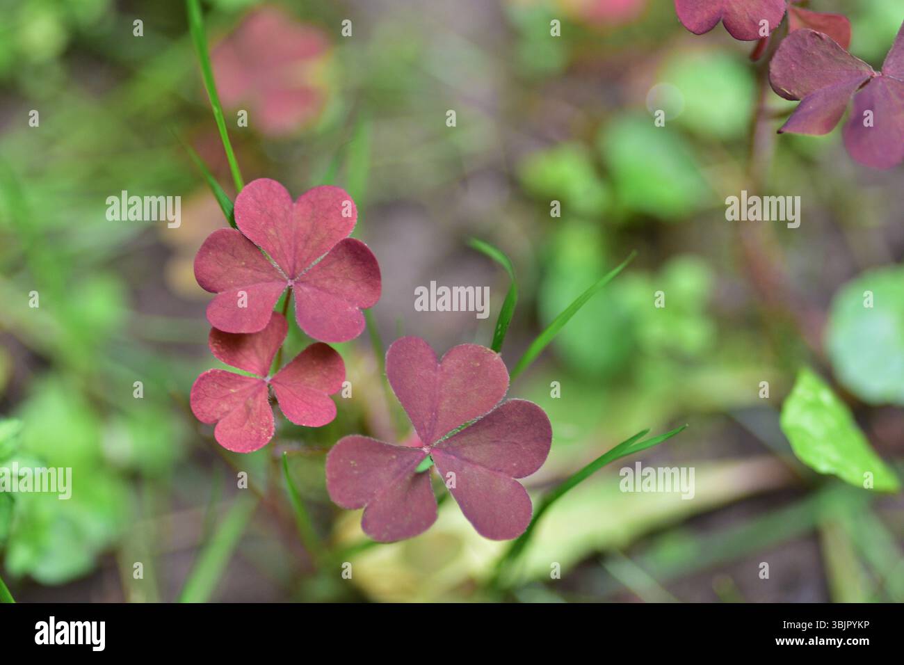 Primo piano di foto macro di foglie di trifoglio rosso-viola nel prato verde. Texture dettagliata del fogliame trifoglio con luce naturale soffusa, colori vivaci e sfocati Foto Stock