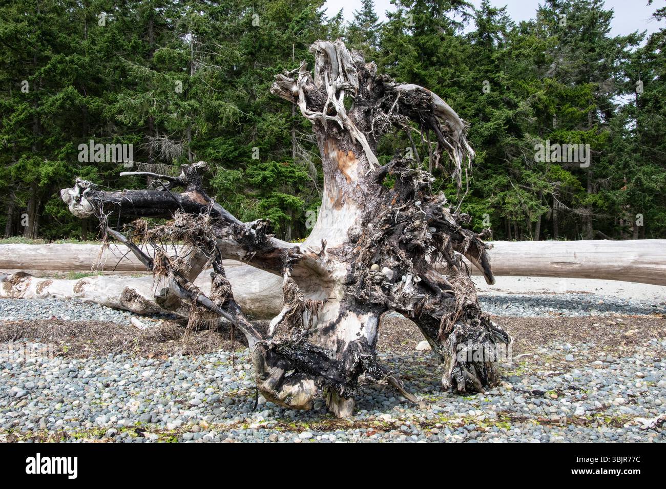 Driftwood su Rathtrevor Beach a Parksville, British Columbia, Canada Foto Stock