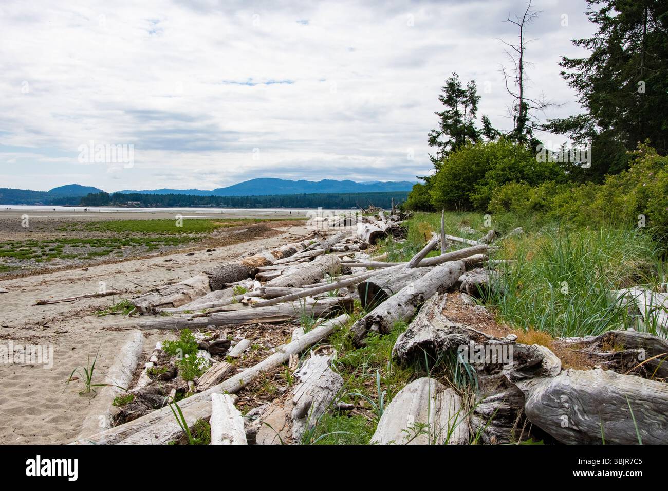 Registri di Rathtrevor Beach a Parksville, British Columbia, Canada Foto Stock