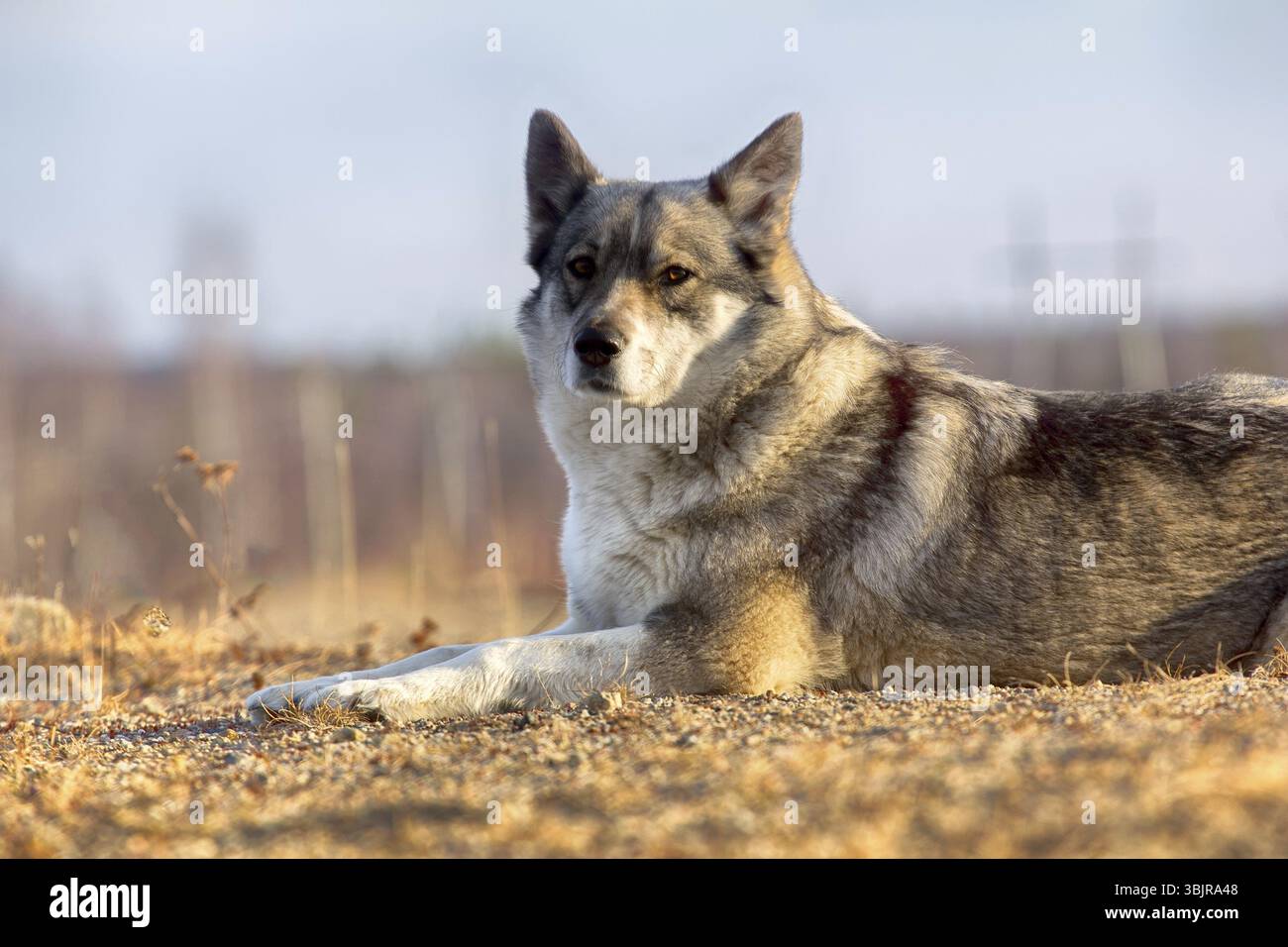 La donnola Laika della Siberiana orientale (husky di razza correlata) scomparve nella brushwood Foto Stock