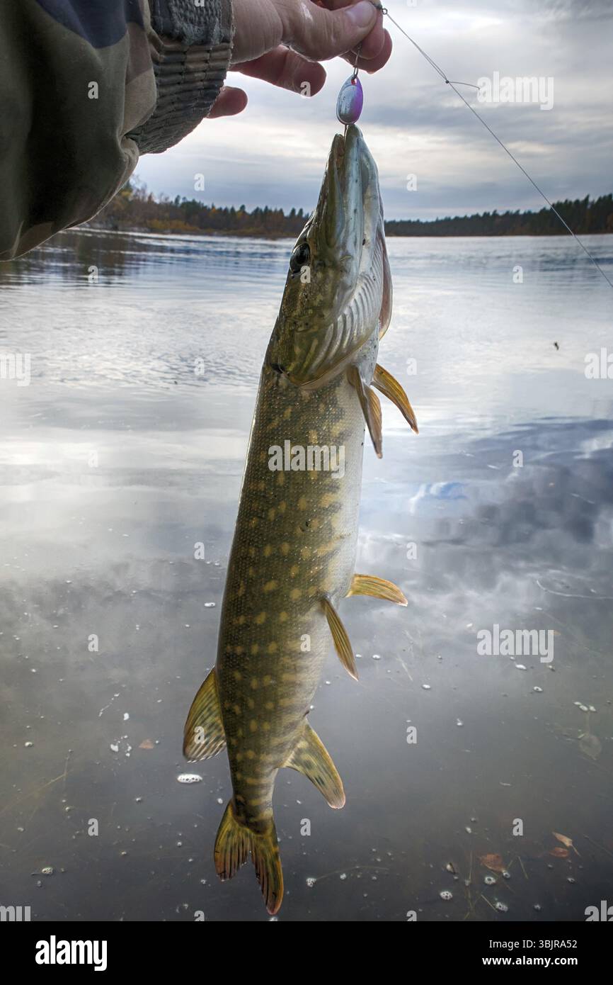 Un Set Di Tre Vermi Un Verme In Stile Cartone Animato Stile Contorno E La Sua Silhouette Nera