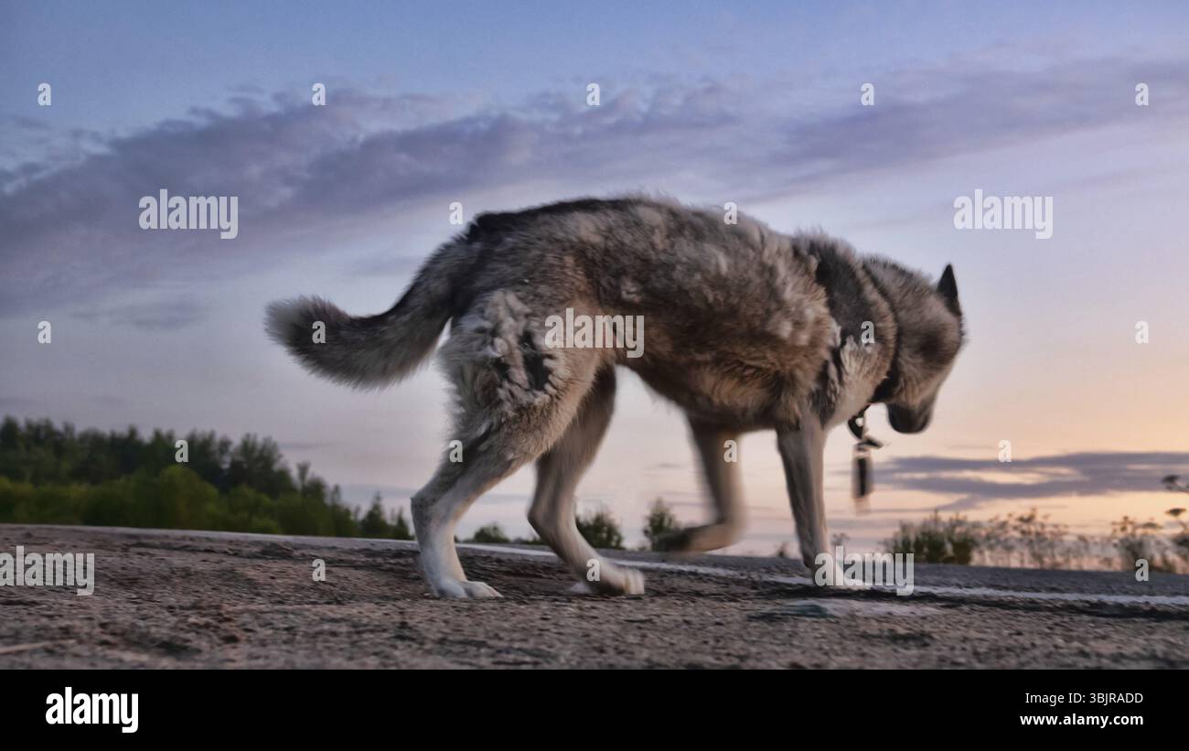 I cani in russo il nord è la parte esterna di diverse razze di laika (huskies). Cane in serata la strada forestale. Foto sfocate Foto Stock