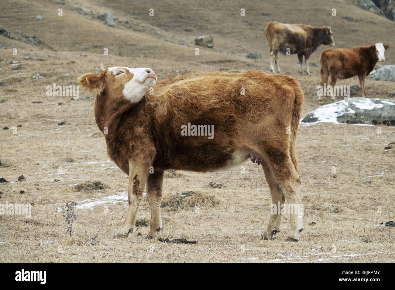 Mucca Red Suit e forte fisico in cortile. Allevamento di Bestiame nel Caucaso. Razza Aberdeen-Angus e ibridi Foto Stock