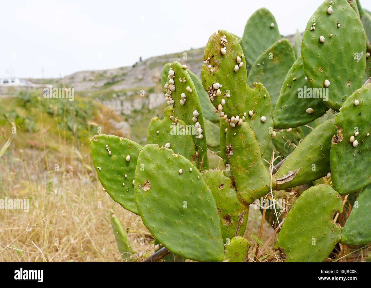 Foglie di cactus grandi ricoperte di lumache, Puglia, Italia Foto Stock