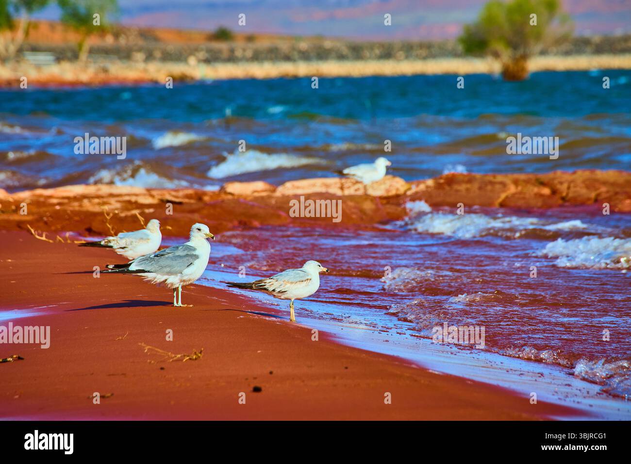 Gabbiani sulla riva del lago di sabbia rossa con vista a livello dell'occhio del movimento dell'acqua Foto Stock
