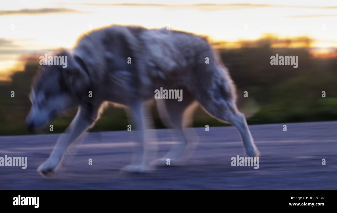 I cani in russo il nord è la parte esterna di diverse razze di laika (huskies). Cane di sera su strada forestale. Foto sfocate Foto Stock