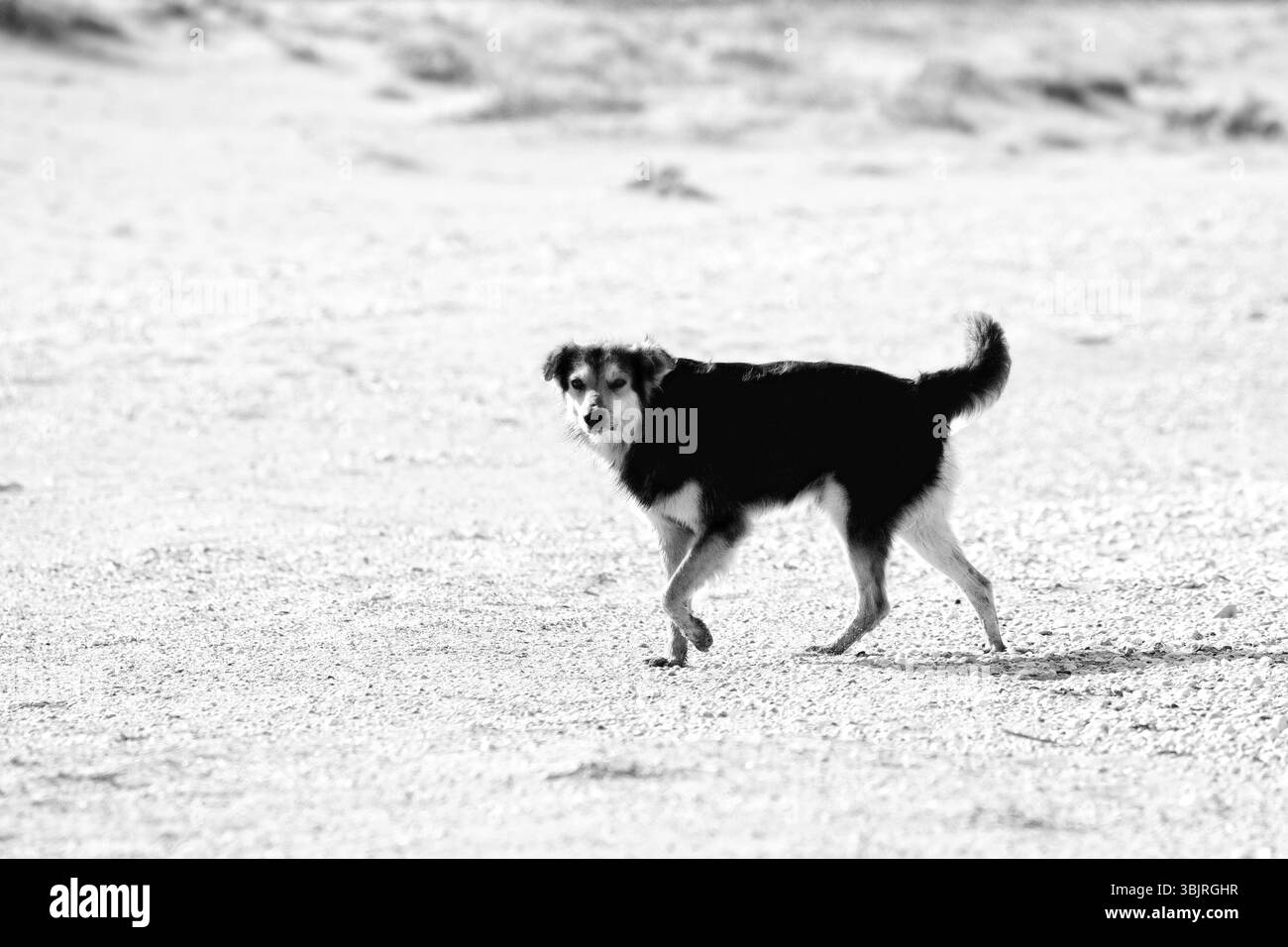 I cani randagi sulle spiagge di Goa e Kerala. Shaggy motley animale. Il cane guarda fedelmente al capofamiglia potenziale e proprietario Foto Stock