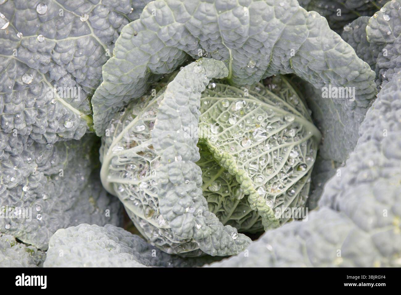 Cavolo in giardino privato - Fattoria la verza dopo l'innaffiamento. Giardino alla francese di verdure Foto Stock