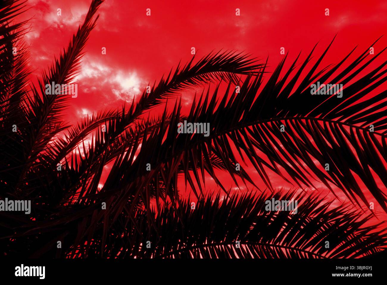 Foglie di palma sullo sfondo di un tramonto tropicale. Il concetto di paesi esotici e vacanze tropicali, annunci di viaggio. Impressionismo termico Foto Stock