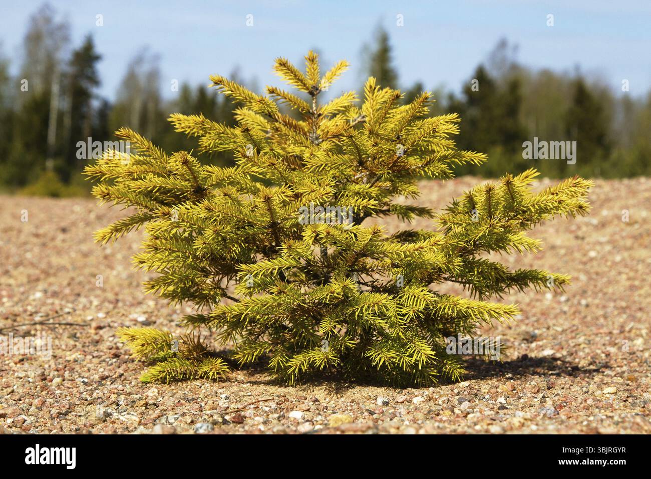 Rimboschimento naturale. Autosown, autosigillante abete sottobosco su un tratto aperto di antica duna di sabbia Foto Stock