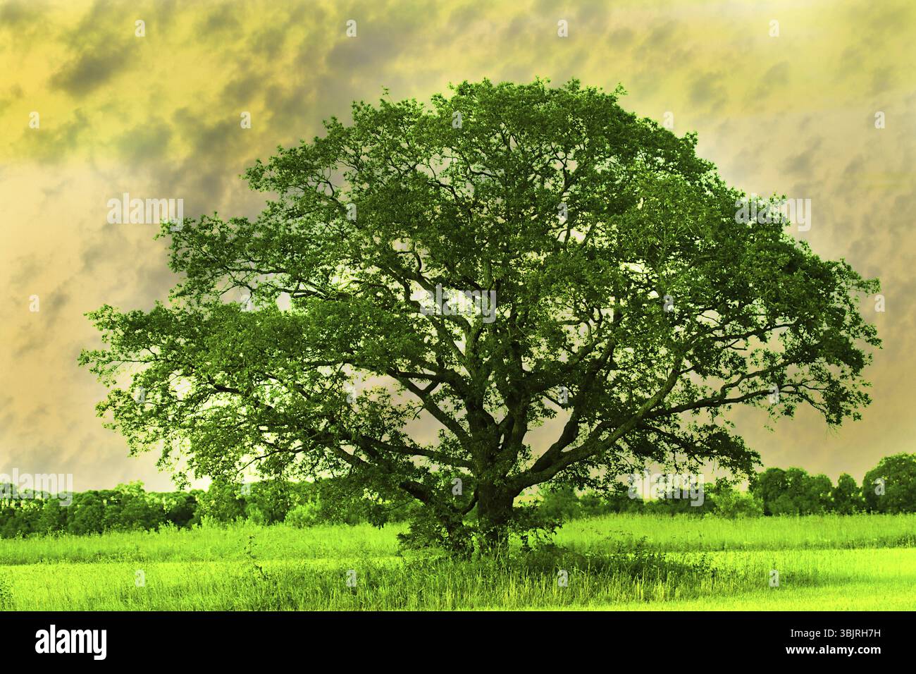 Un singolo albero, una quercia solitaria nei campi contro lo sfondo della splendida nuvole, legno armonico Foto Stock