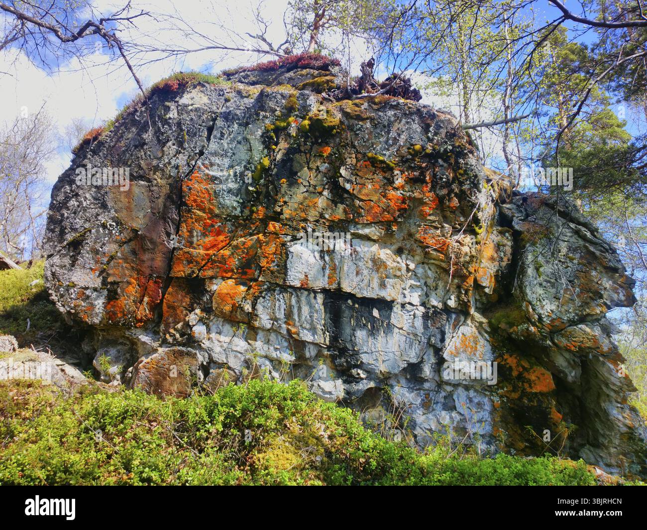 Più fuori dal comune. Enorme pietra nei boschi del nord dove ci sono alberi Foto Stock