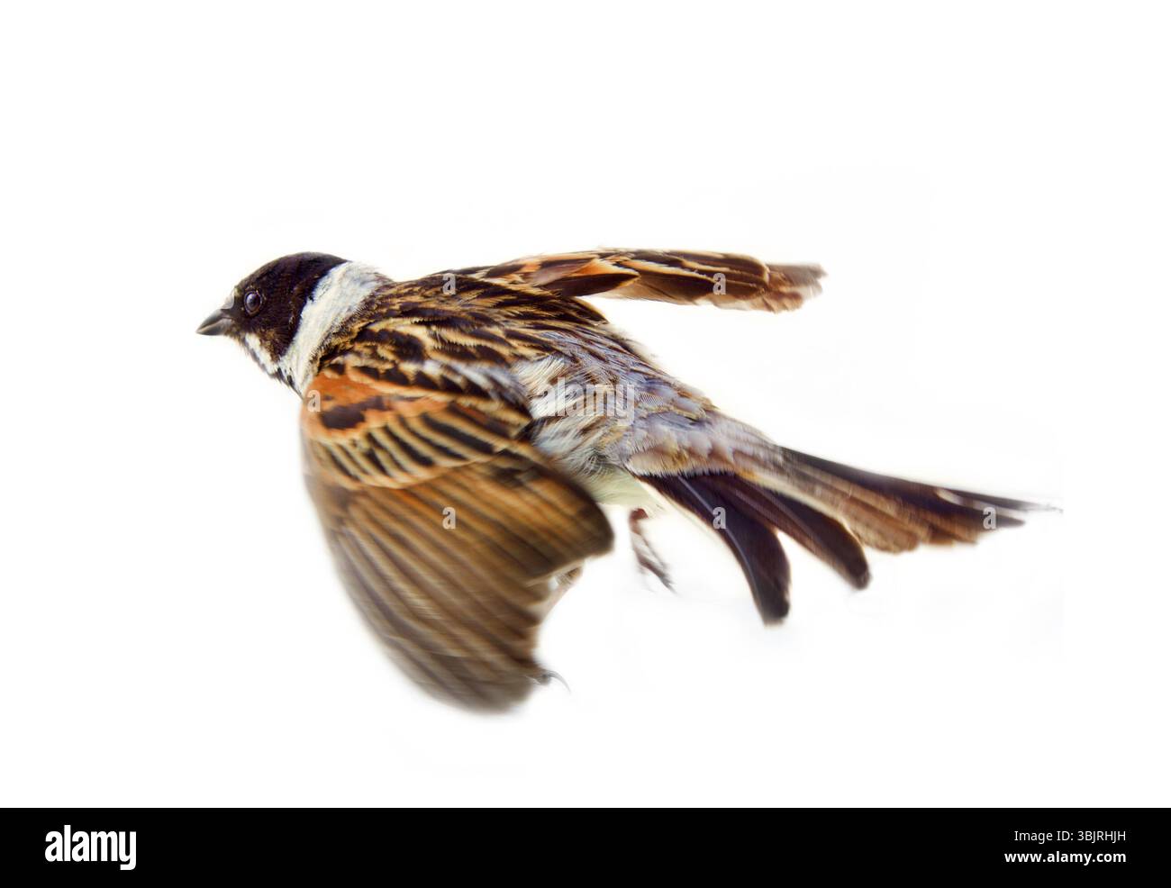 Voce maschile Reed Bunting, capinera (Emberiza schoeniclus, maschio) arbusto bird, abitante delle paludi con erba e sedge Foto Stock