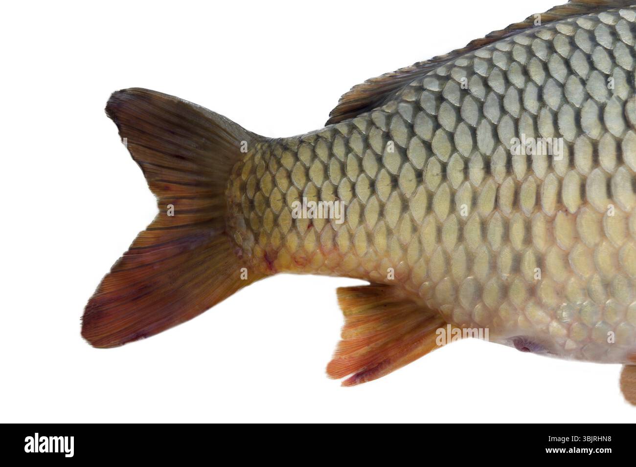 Coda di pesce e pinne, scaglie. Carpa europea (Cyprinus carpio) isolata su bianco Foto Stock