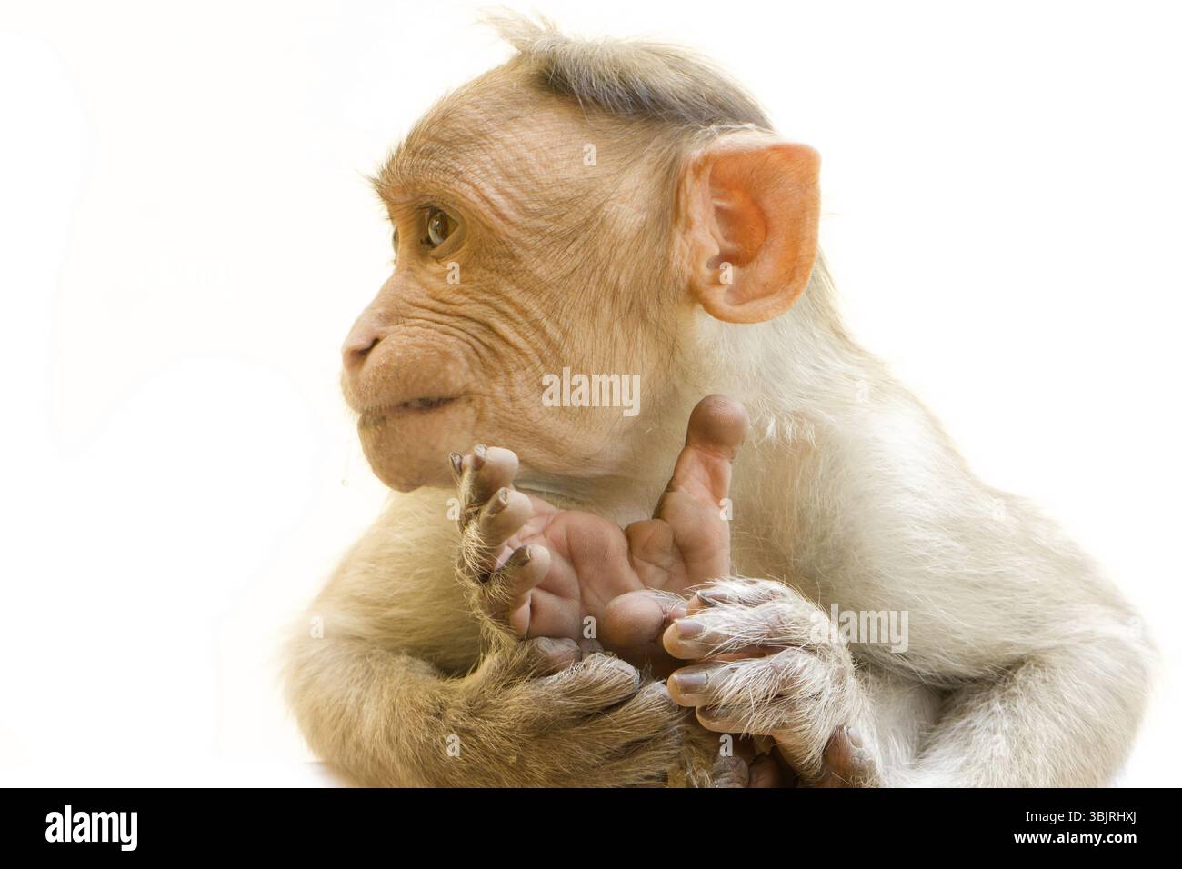 Indian macachi, cofano macachi, o (lat. Macaca radiata). Tipi di habitat foreste montane di tropicale in India, a volte andare alla città. un animale mi Foto Stock