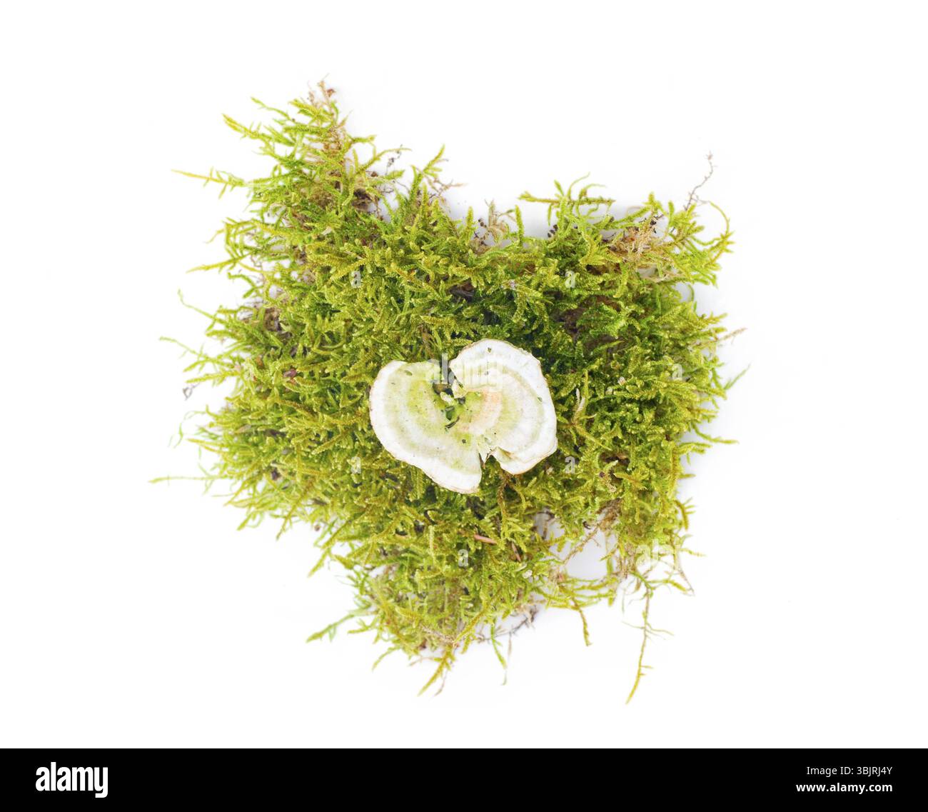 Oggetto della composizione la foresta è isolata Foto Stock