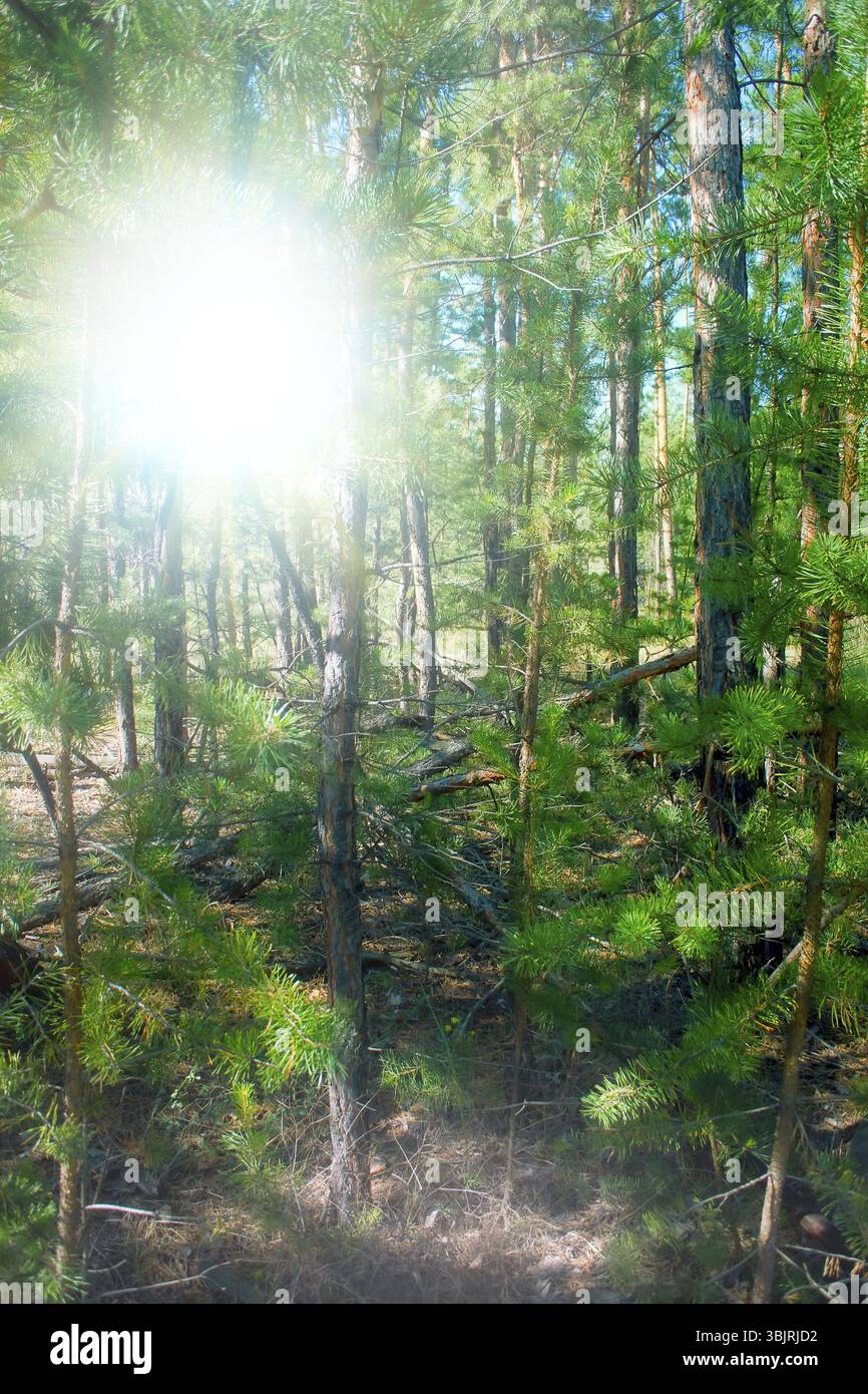 Pieno di sole nella pineta meridionale. quartiere estivo di boschi verdi Foto Stock