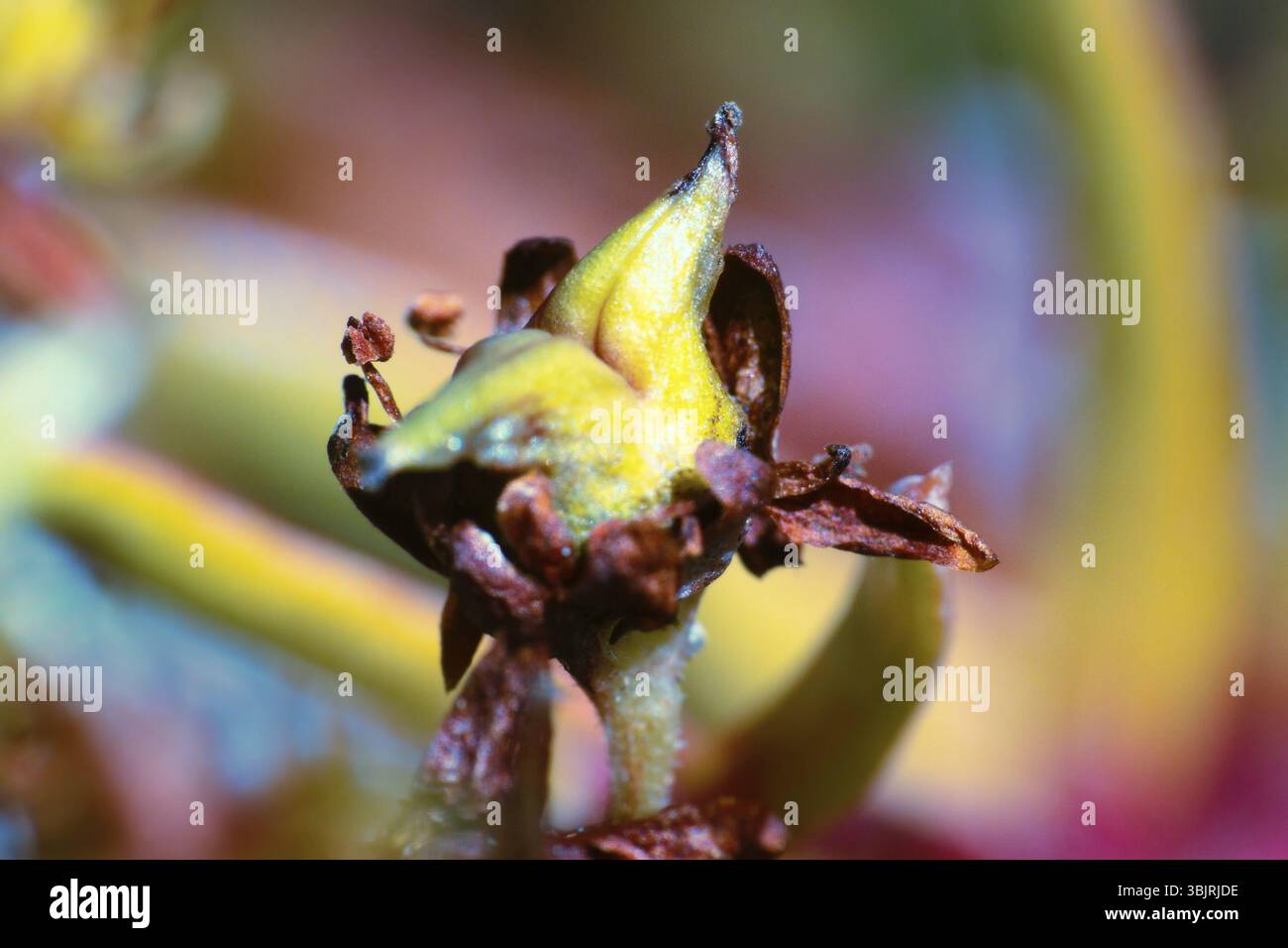 Bel fiore in macro. flora di fiori selvatici con zoom enorme Foto Stock