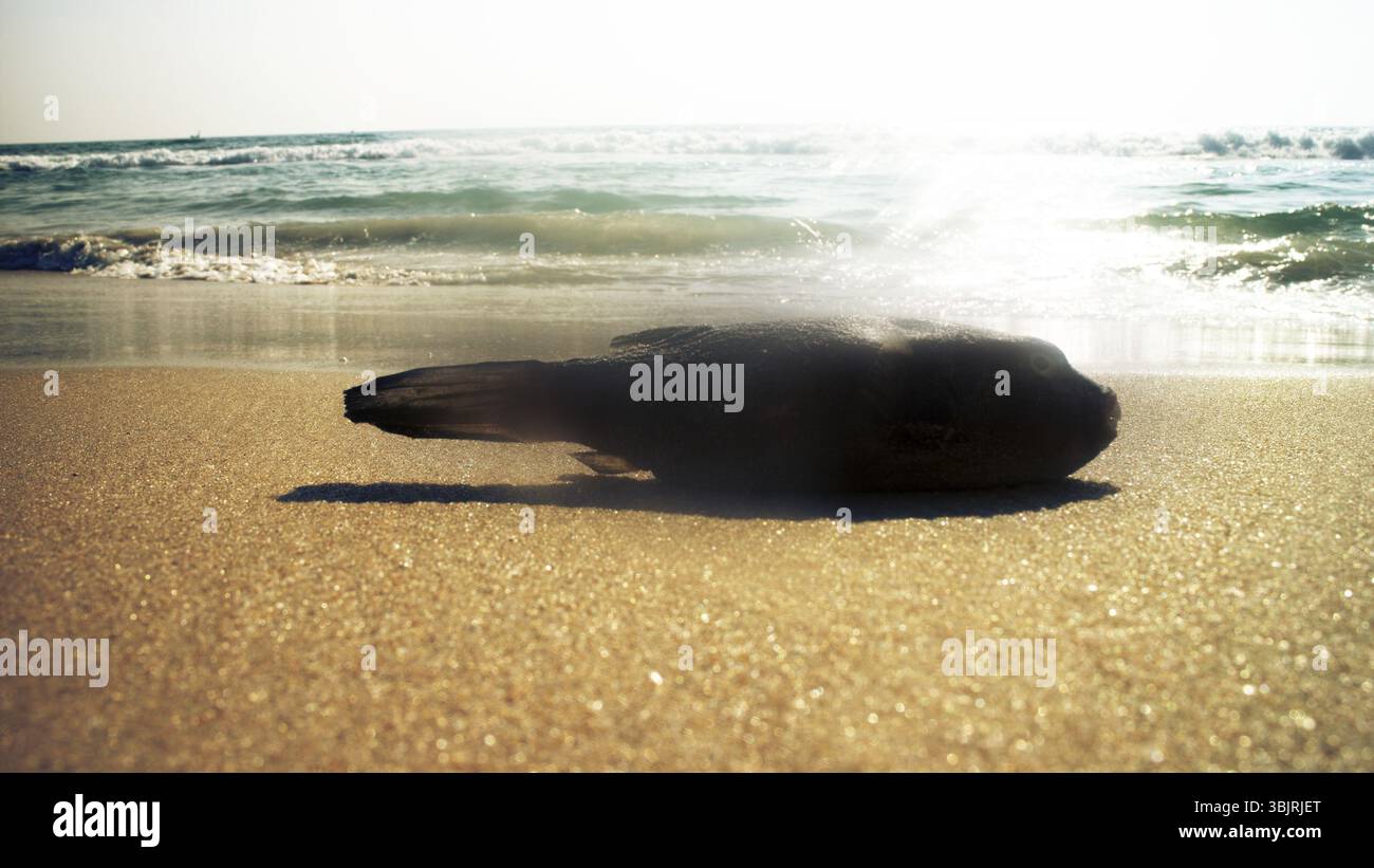 Spiagge sulla costa del mare arabo (Goa e Kerala) dove è possibile raccogliere granchi, pesci e conchiglie. Pesce - pesce grilletto Foto Stock