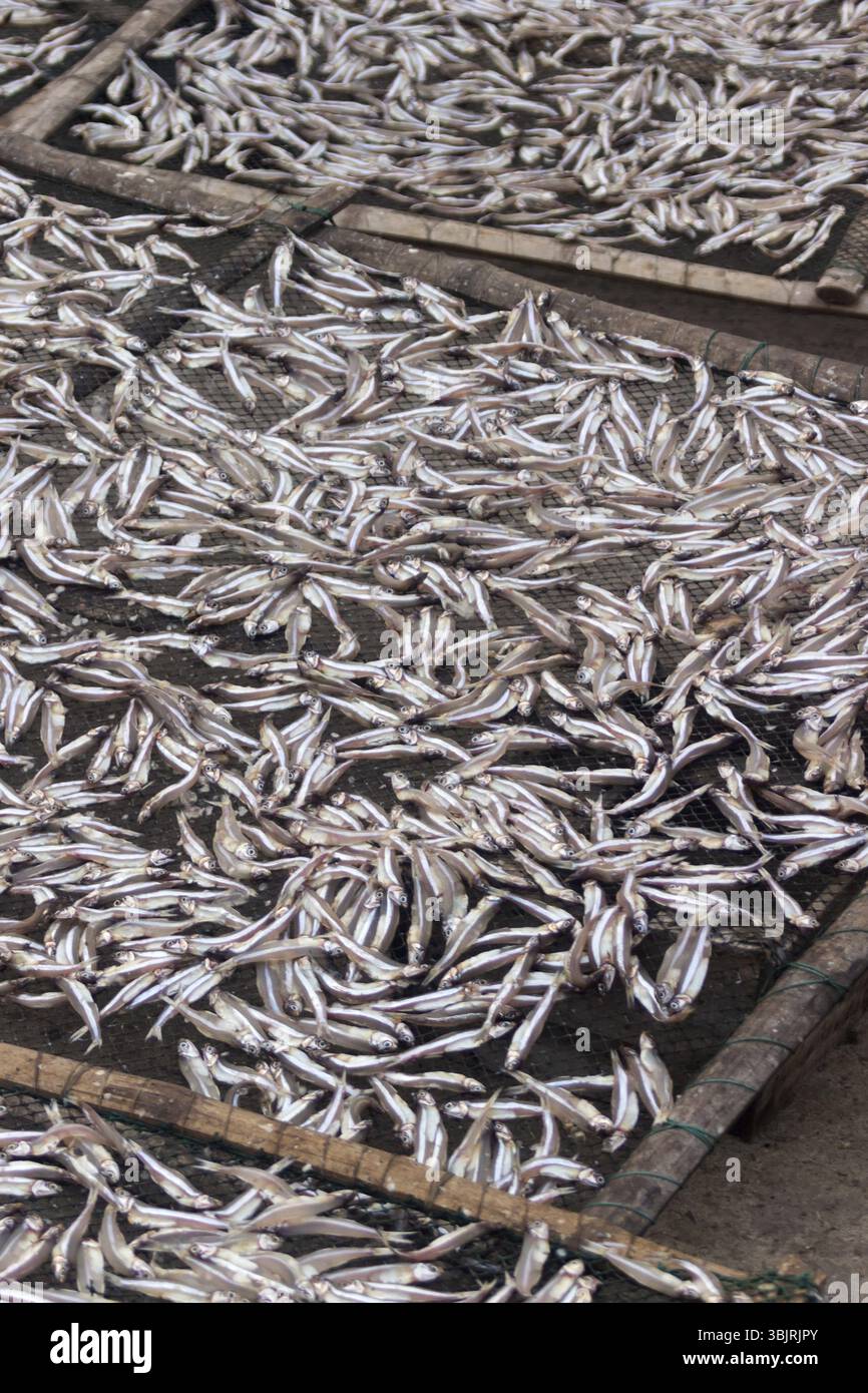 Pesce piccolo (ca com) per la produzione di salsa di pesce in fabbrica. La salsa di pesce in Vietnam è un prodotto nazionale Foto Stock