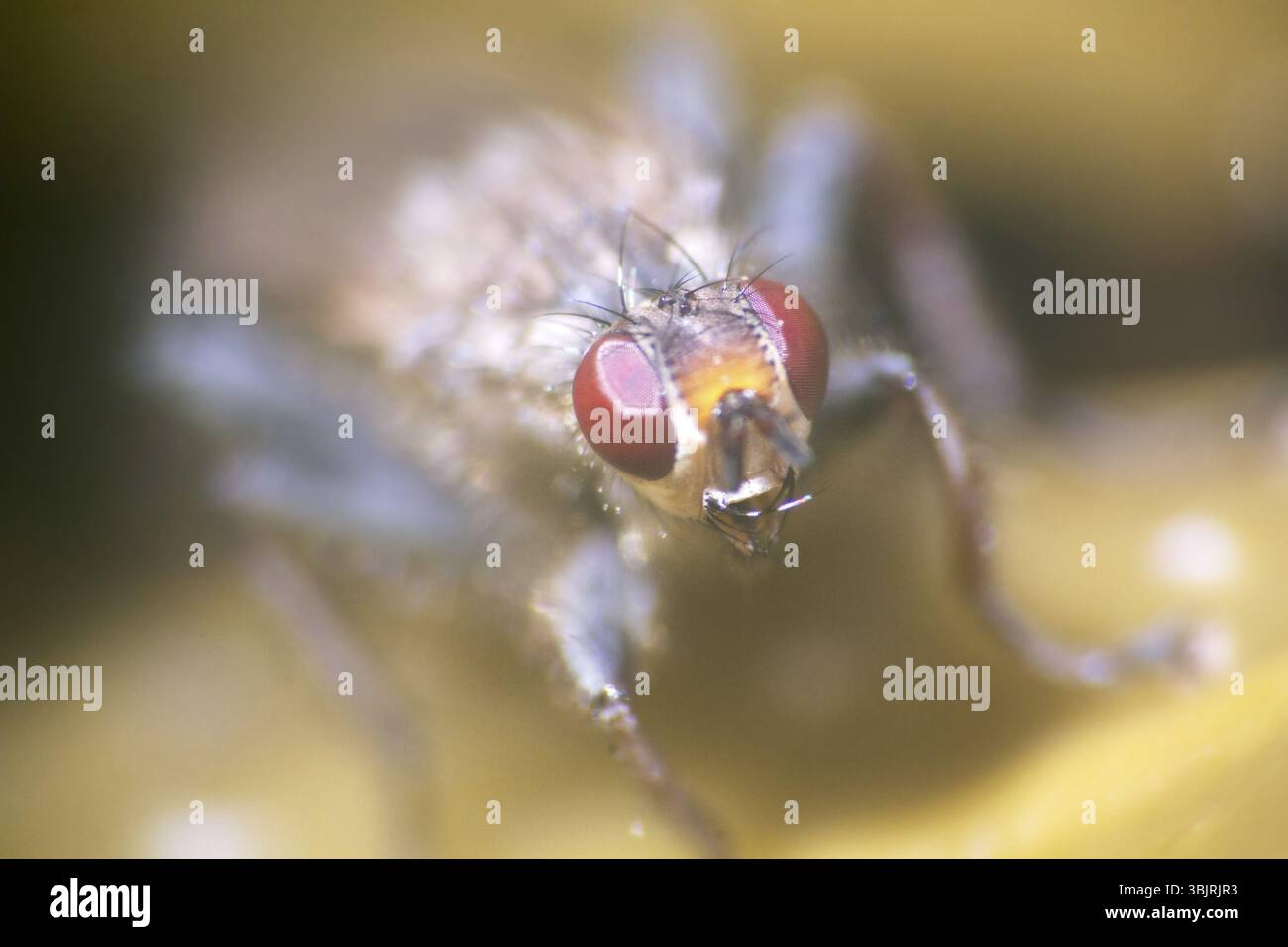 Red-eyed striped volare. Grigio a mosca carnaria (Sarcophaga carnaria) volare vivipara, razze sui cadaveri, portatori di malattie tra cui la lebbra, ultra macro o verticale Foto Stock