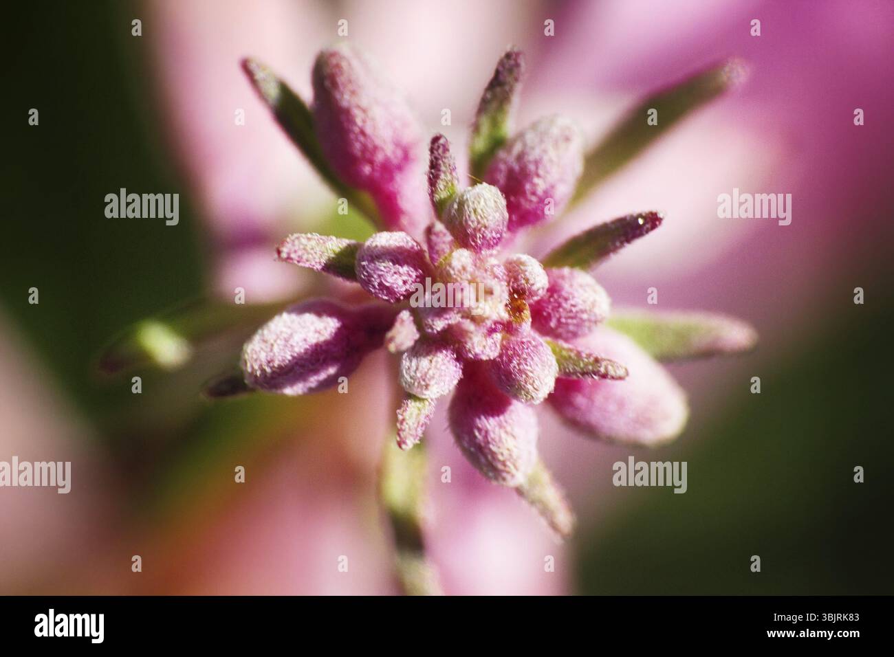 Bel fiore in macro. flora di fiori selvatici con zoom enorme Foto Stock