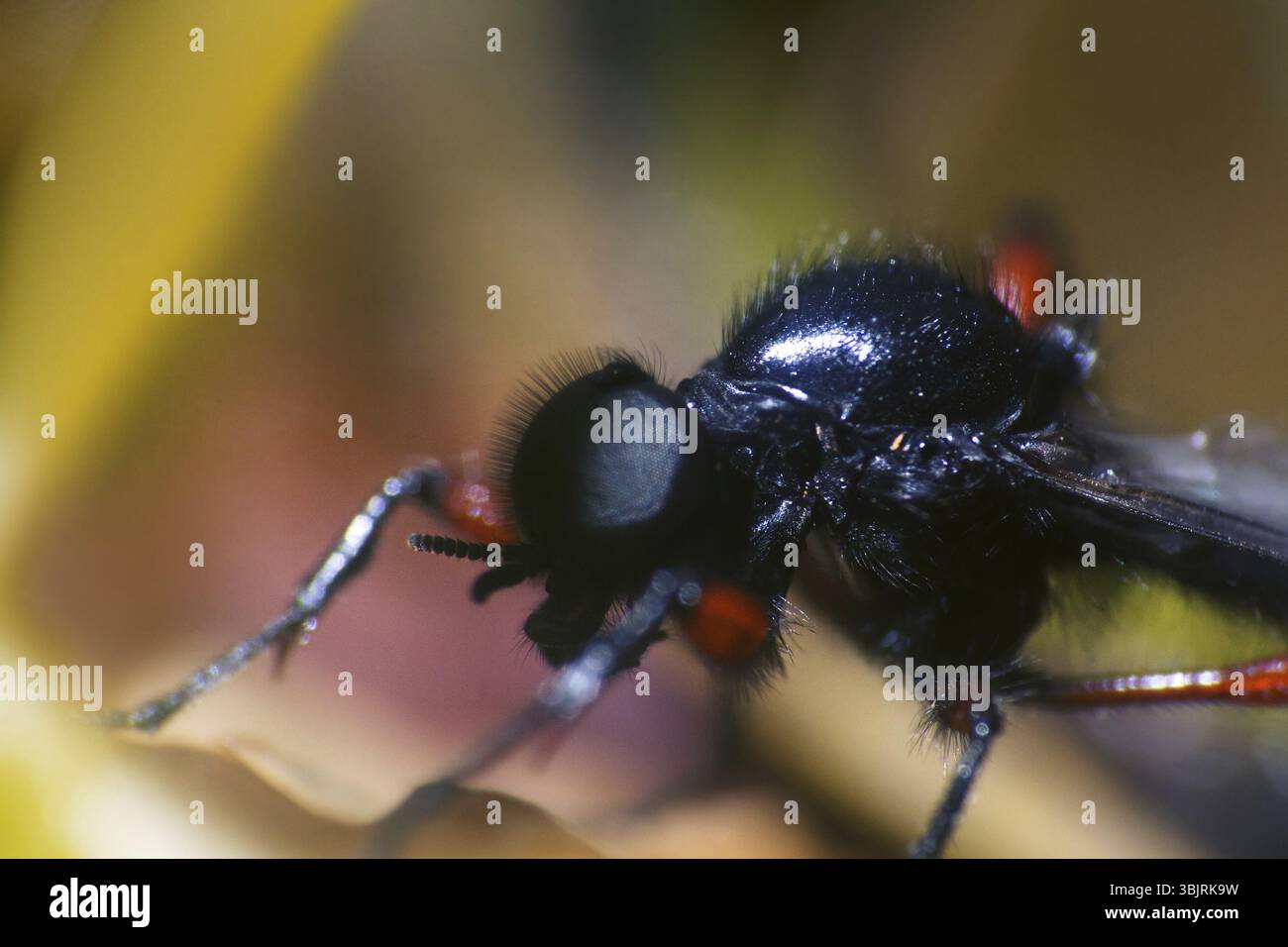 Robber fly (Asilidae) blu-nero, piccolo predatore, potente mascella e capelli. La metà anteriore del corpo. Ultra macro Foto Stock